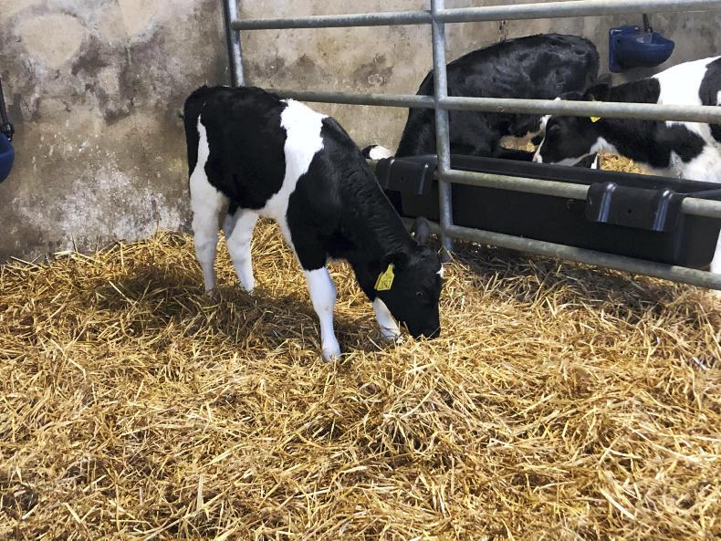 The diary of calf 541: weeks one to four