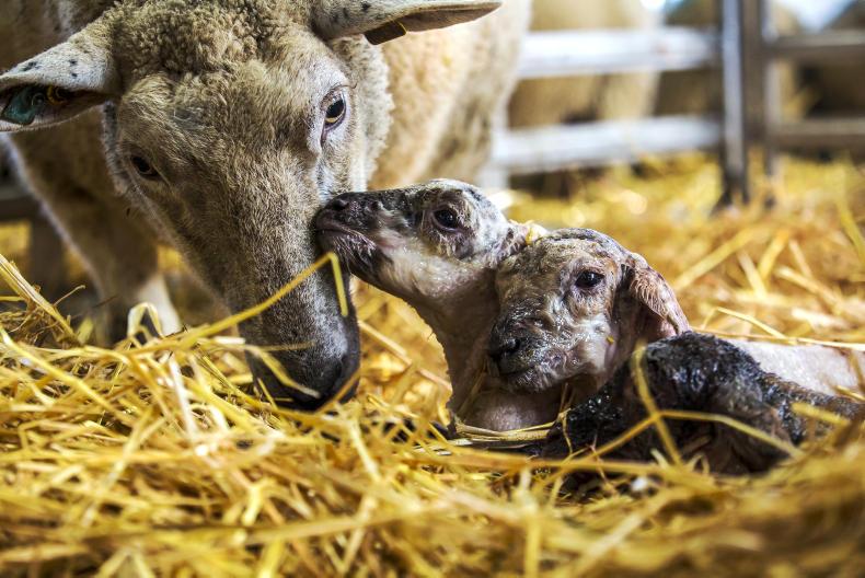 Maternal breeds under the spotlight at UCD Lyons Farm