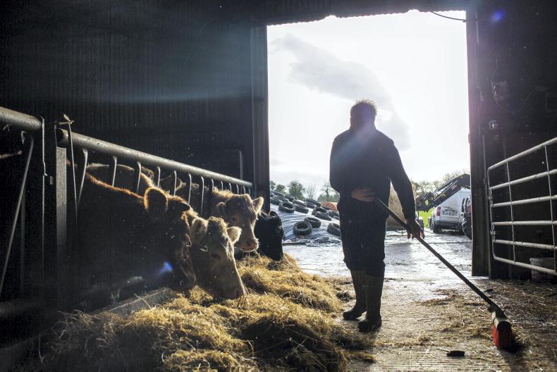 Farm finance: two schemes to benefit young farmers in 2019
