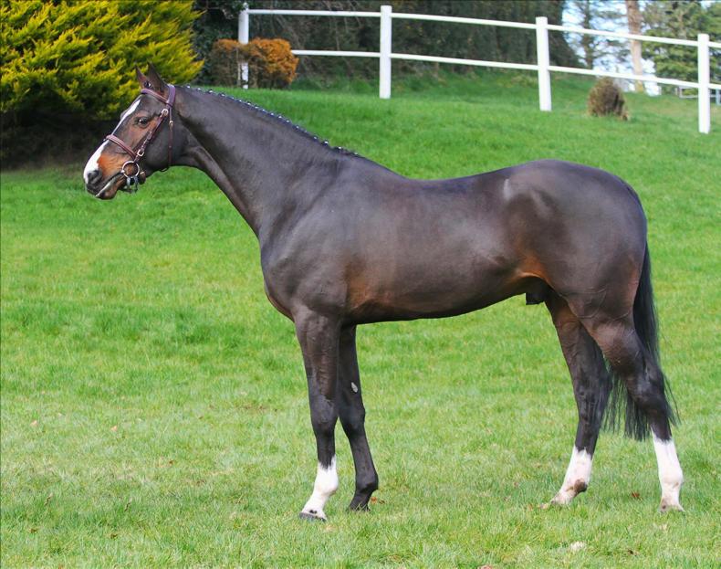 Sweet success for Sligo Candy Boy