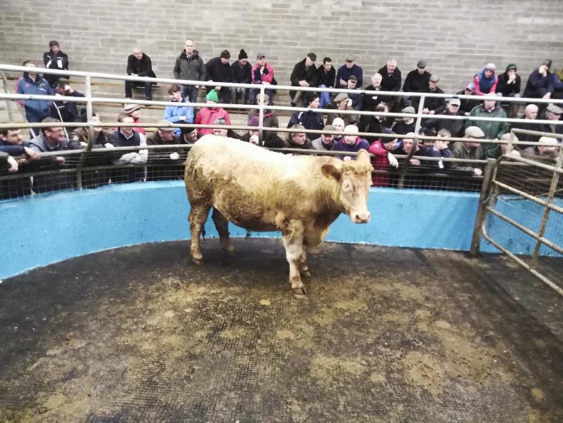 In pictures firm trade for stock at Roscrea Mart 08 March 2019 Premium