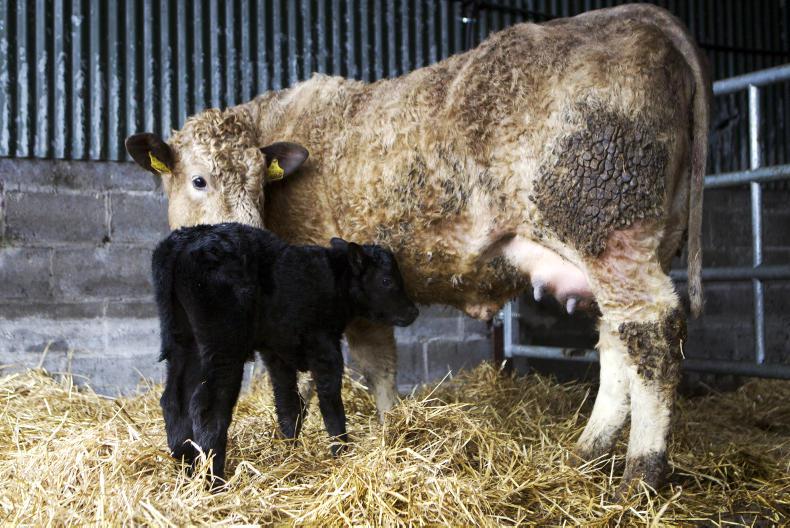 Top tips for assisting a cow at calving time 18 March 2019 Premium