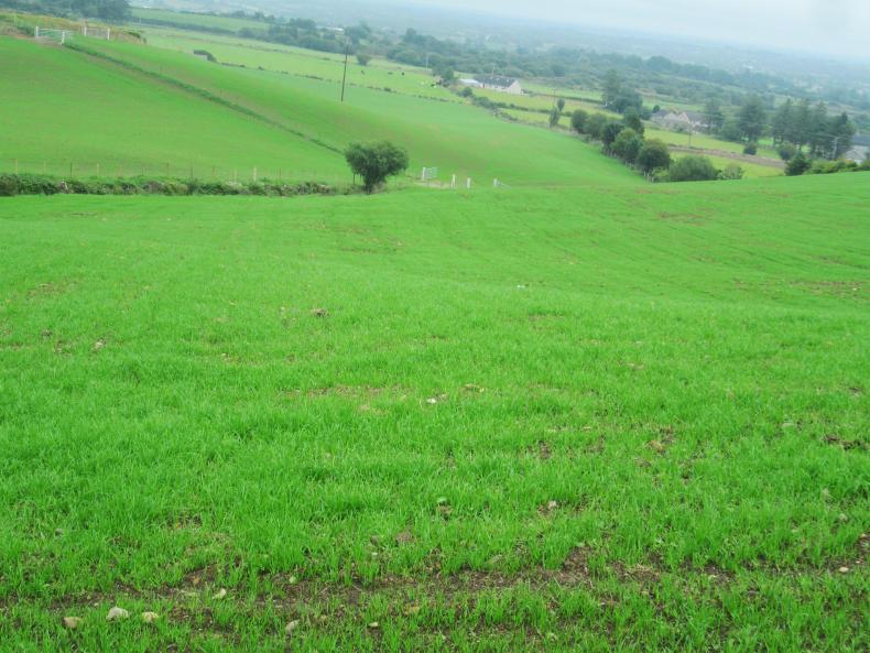Farm Profit Programme: options for ground coming out of forage crops