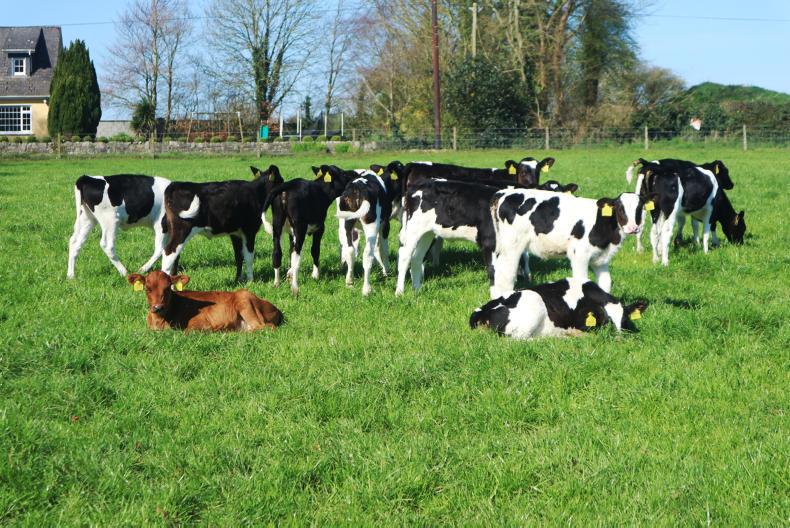 The diary of calf 541: weeks four to eight
