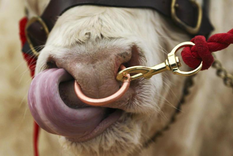 Buying A Stock Bull 12 Top Tips Premium Buying A Stock Bull 12 Top Tips Premium