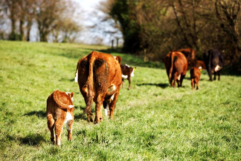 EAT-Lancet Report 'should be ignored' – ICSA 