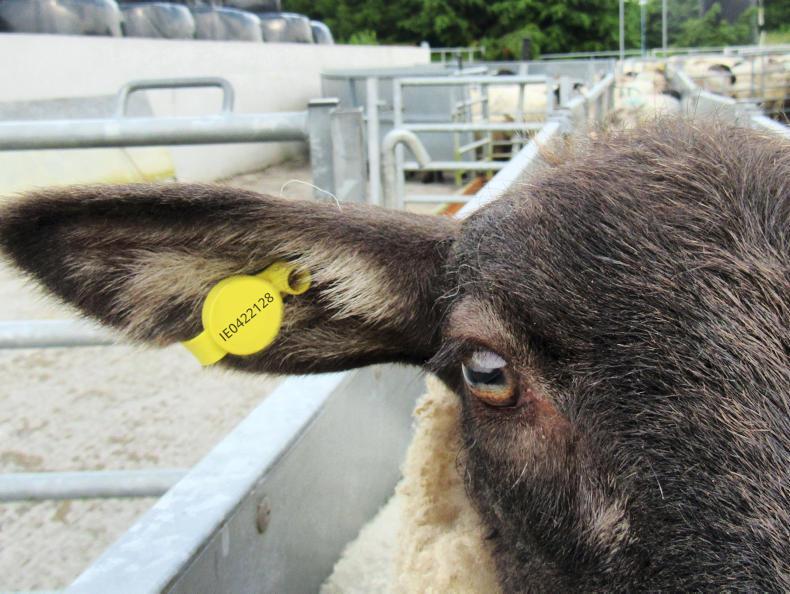 Sheep Tagging Rules Ireland at Boyd Butler blog