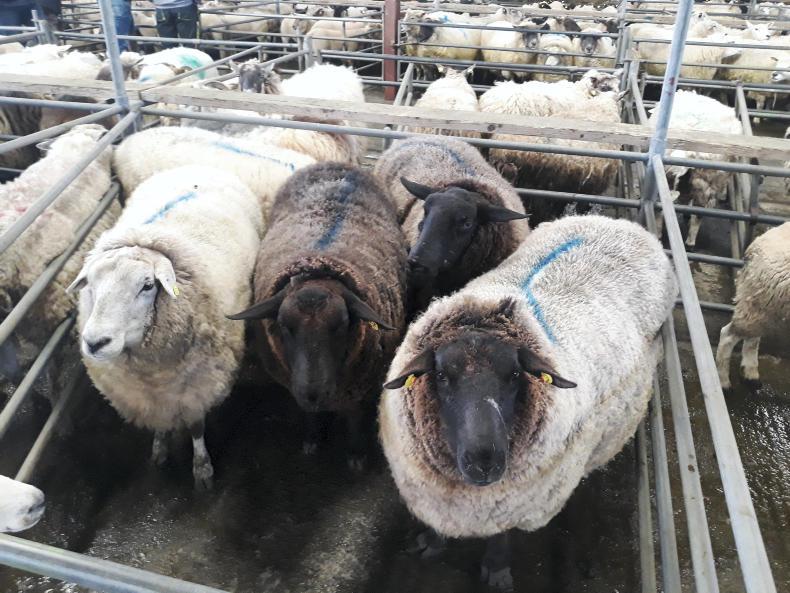 Sheep Watch cull ewe prices strengthening Premium