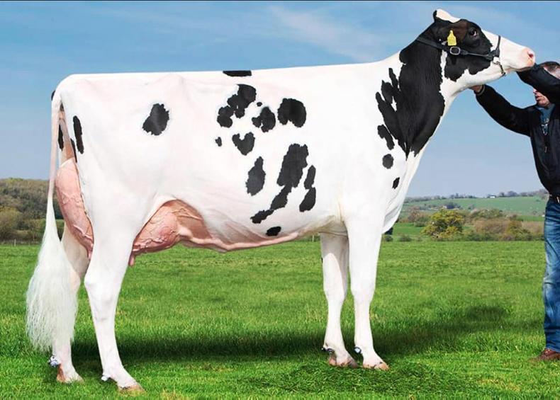 Holstein cow sells for 43,000gns in Wales 06 May 2019 Premium