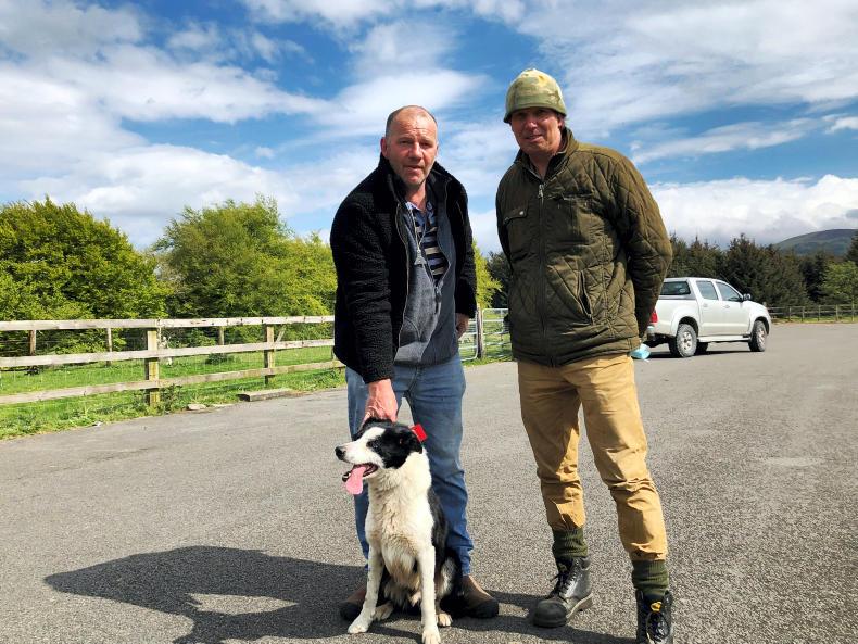 Top dog makes €1,350 at Blessington sheepdog sales Premium