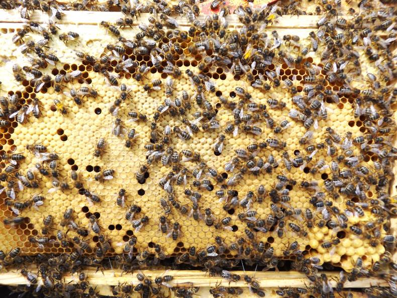 Backchat: United Nations World Bee Day       