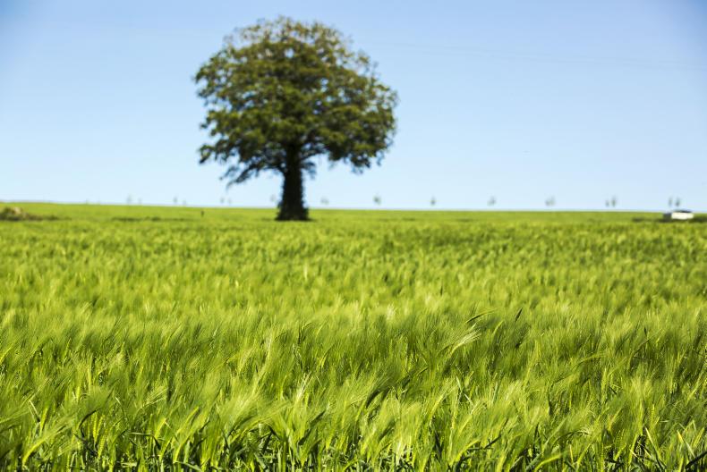  Blue Jean Country Queen will be crowned this week
