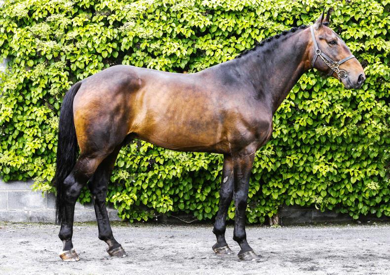 Advertorial: Carrick Quidam De Revel's  traditional and performance bloodlines