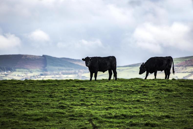 Mayo land guides €10,000/ac                           