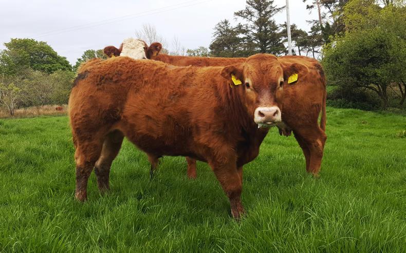 Farmer Writes: paying farmers to reduce numbers is short-sighted