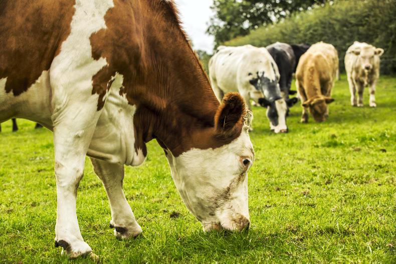 Suckler farming responsible for 3,700 full-time jobs in Mayo