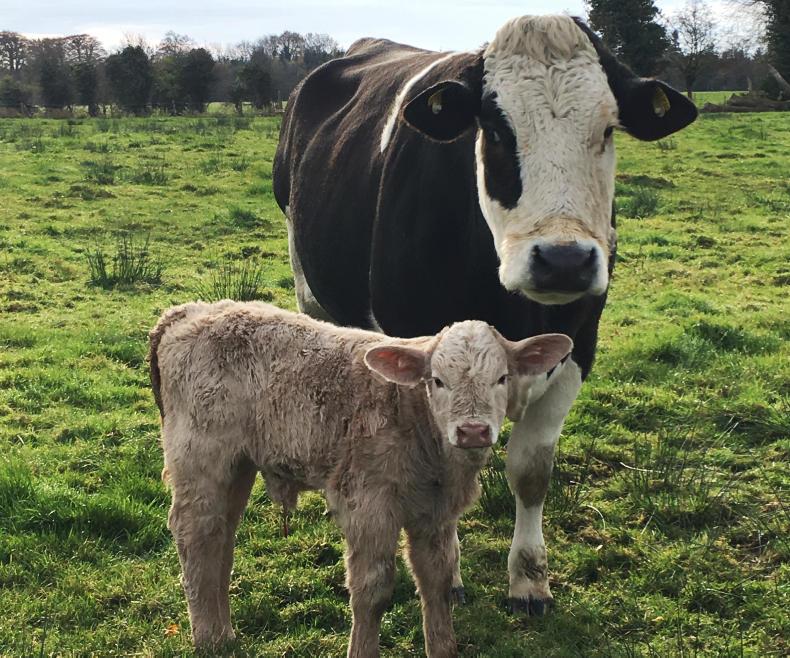 Westmeath suckler farms contribute €90m to GDP