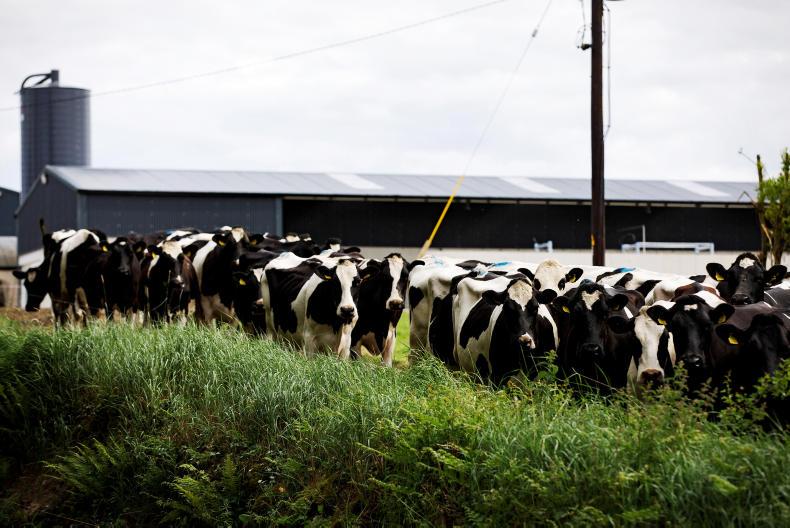 Coughing cows and milk drop Premium