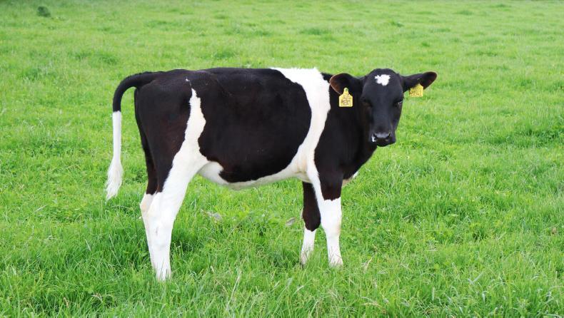 The diary of calf 541: weeks 12 to 18     