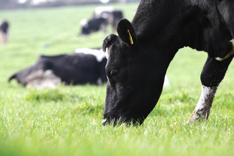 Ballinascarthy on top in Macra/Ornua dairy stockjudging finals