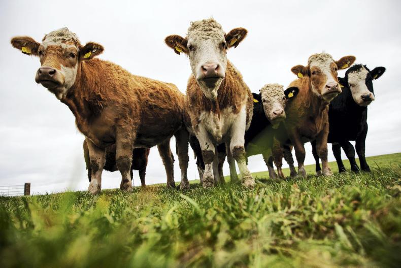 Farming industry in serious danger from Mercosur – Duffy