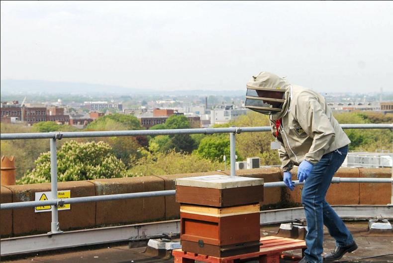 Busy bees at department headquarters Free