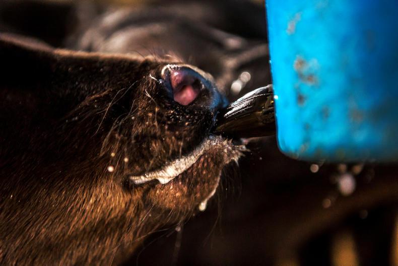 Rearing farms planned for calves from TB restricted herds Premium