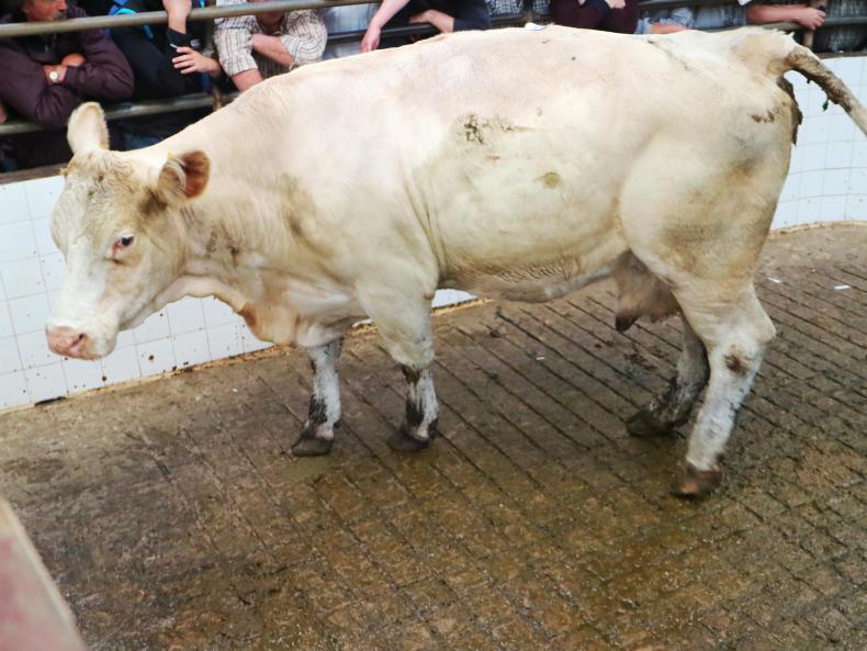 Continentals dominate cull cow entries Premium