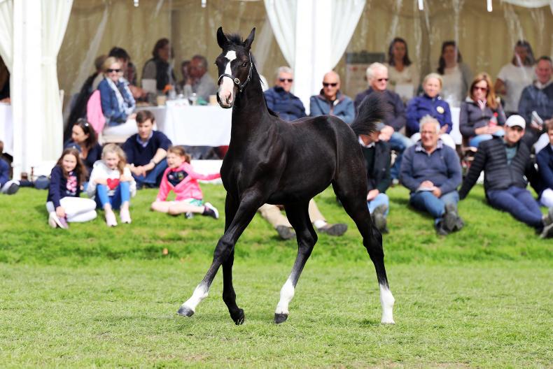 Divided trade at select show jumping foal sale
