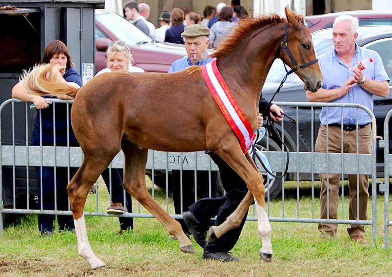 West Cork exhibitors clean up at Moate 