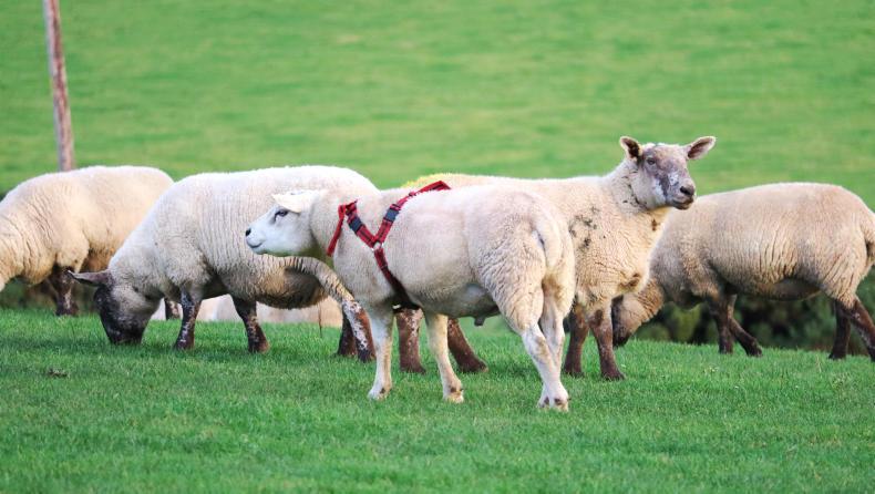 Farm Profit Programme: are 'ewe' ready for the breeding season?
