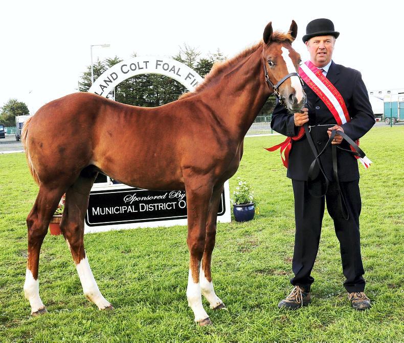 Tyson is a knockout at Clarecastle 