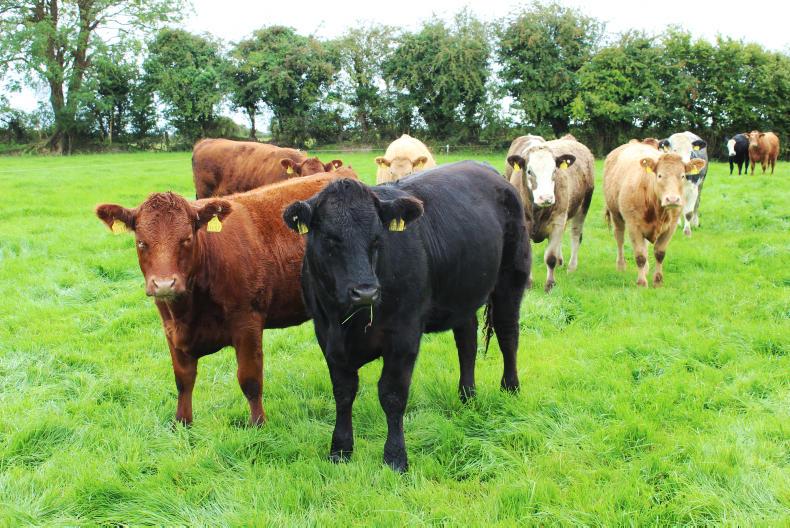 Beef Management cull cows, vaccinations and BEAM Premium
