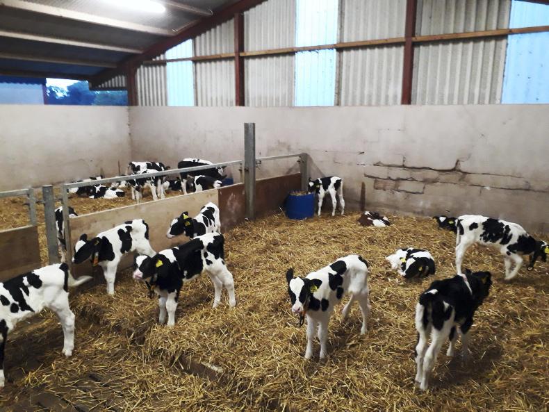 Watch: sexed semen brings lots of heifer calves