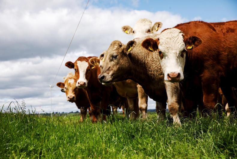 281 cattle exported North for direct slaughter