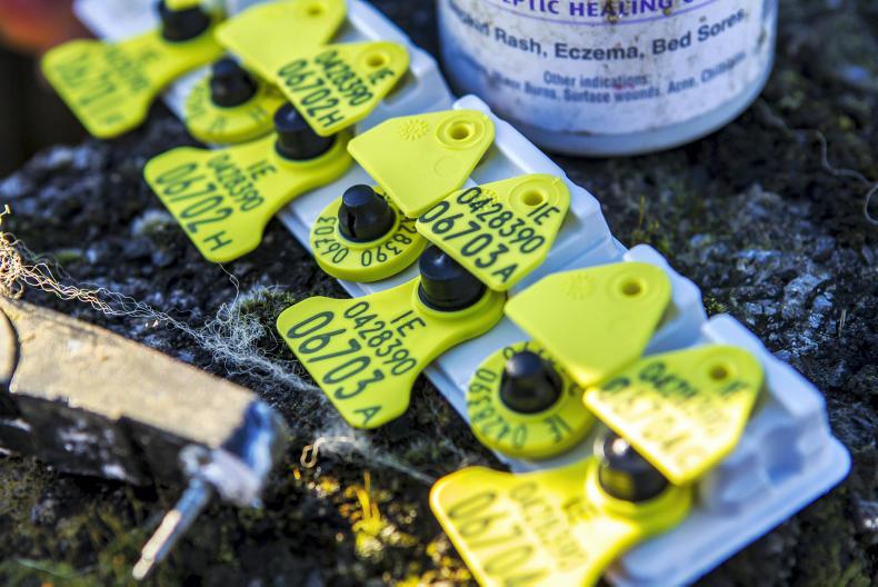 Farm Finance: time running out for sheep tag grant