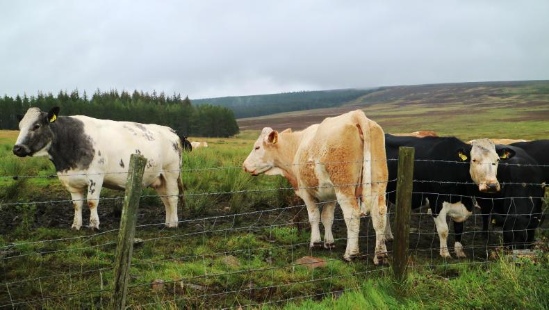 Farm Profit Programme: clear plan for the future at Auchriachan