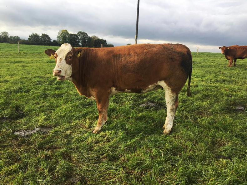 Grazing getting tricky on Tullamore Farm