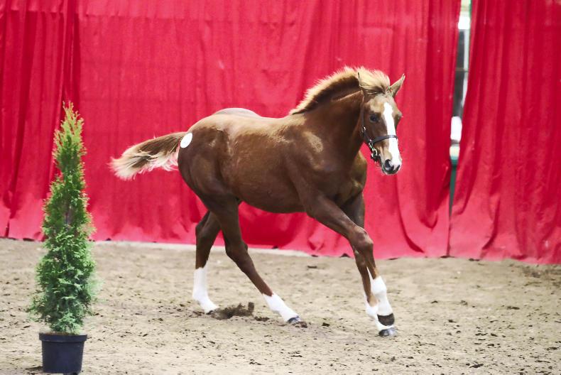 Sport horse and racing stories 