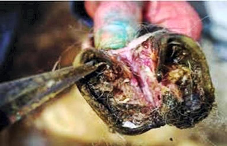 Tackling lameness in sheep     