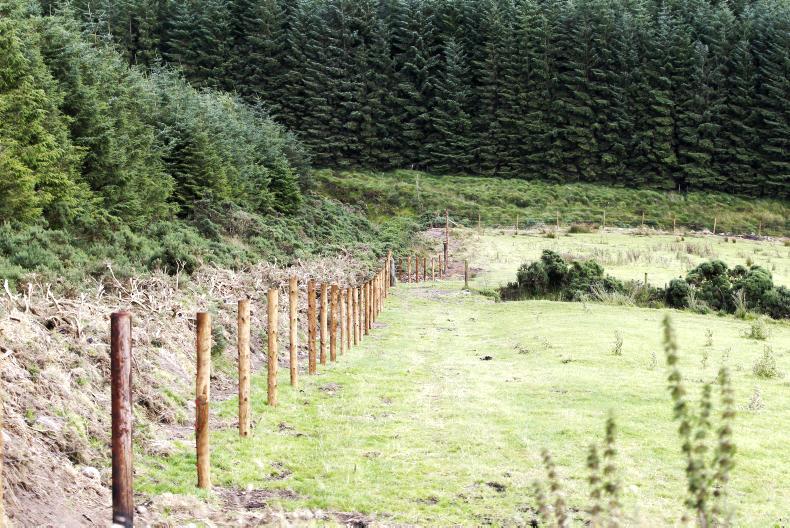 No plans for deer fencing at Killarney National Park - Irish Farmers Journal