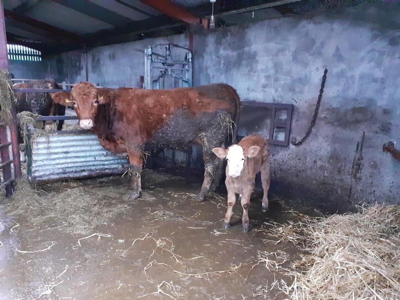 Progress with breeding and calf weight gain 27 November 2019 Premium