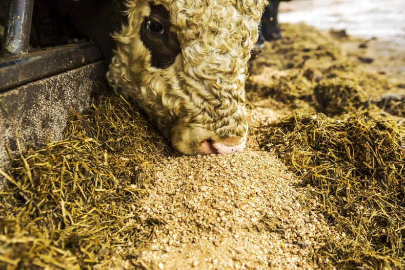 Five tips for choosing a cattle ration 30 November 2019 Premium