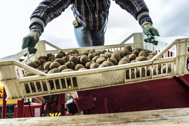 Record potato prices doubles profits at Donegal Investment Group