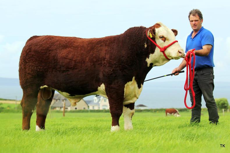 Top pedigree beef cattle of 2019 by breed 31 December 2019 Premium