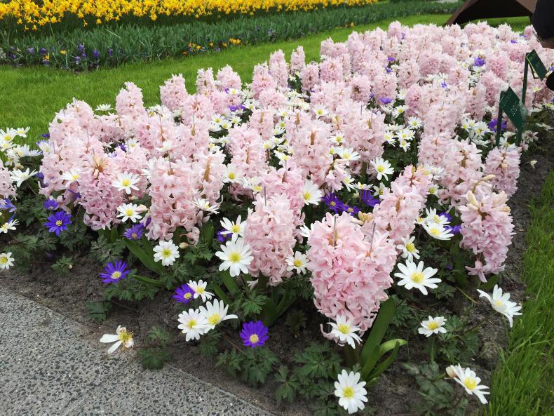 The Garden Diaries: there's a chill in the air     