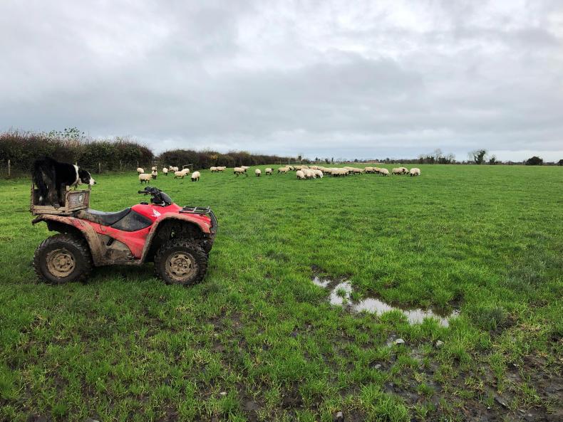 Farmer Writes: when dog food costs more than beef something is wrong