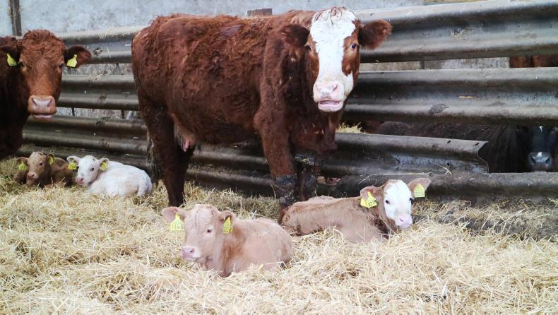 Farm Profit Programme: Suckler herd performance – the keys to profit