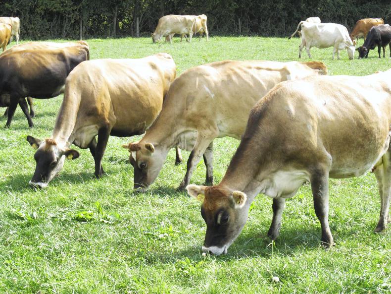 Breed focus Jersey cattle Premium