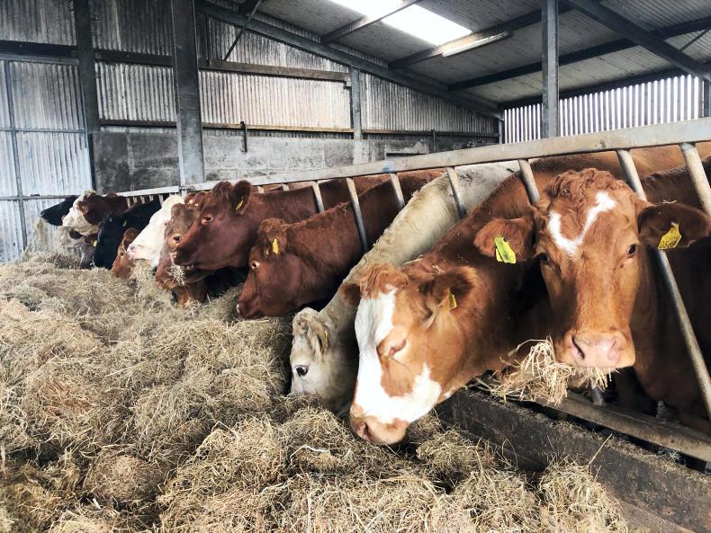 BETTER farm carrying 25 extra suckler cows Premium